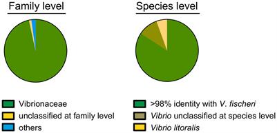 Evidence of Genomic Diversification in a Natural Symbiotic Population Within Its Host